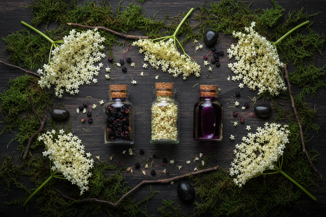 Elderflower Sourcing & Storage: Witch's Complete Guide to Buying and Keeping Sambucus nigra