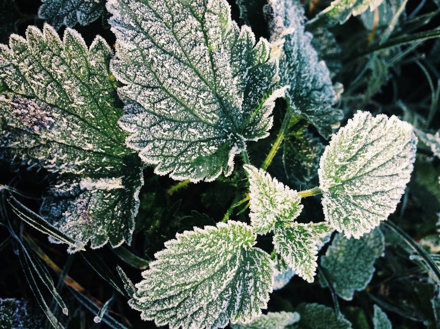 The Systemic Herbal Grid: Weaving Plants into a Coherent Energetic Architecture