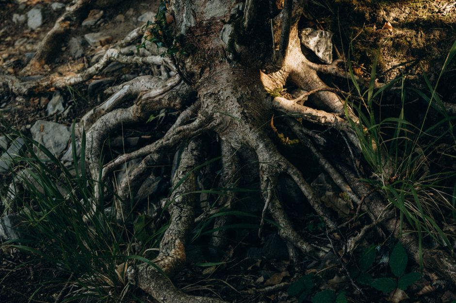 The Mythological Roots of Earth Magic: The World Tree and Telluric Power