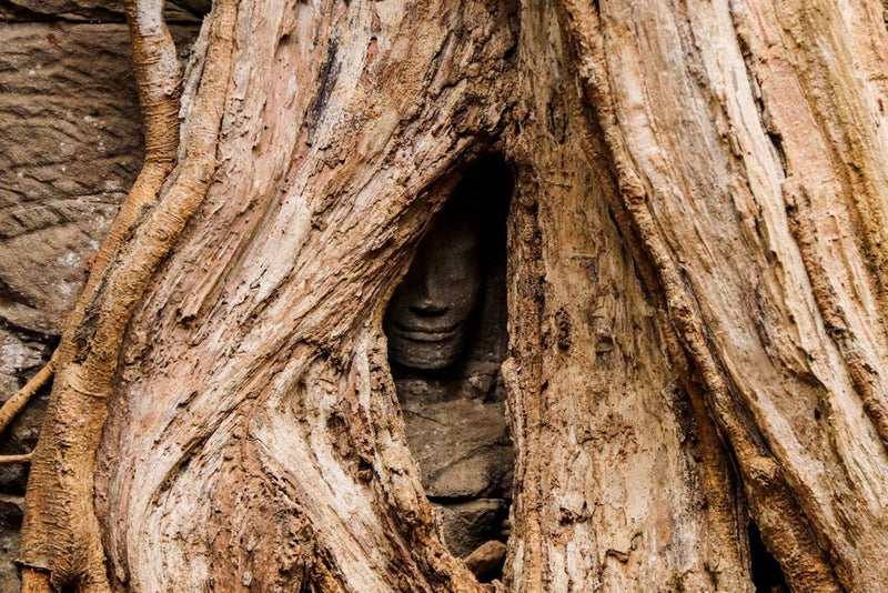 What Is the Deeper Meaning of Rootwork? Mythological Roots and the Ancestral Current