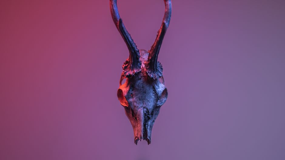 What Are the Core Principles of Animal Spirit Work?