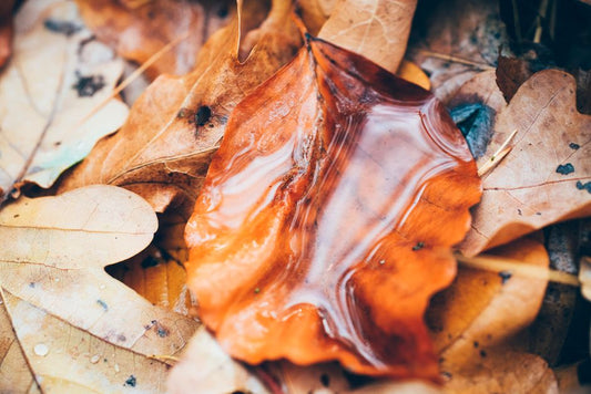 The Great Brew-Reading Methods: Wet Leaf vs. Dry Leaf Tasseography