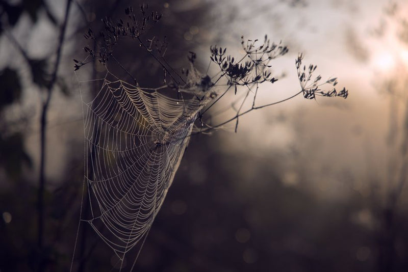 The Web of Whispers: How Sigils Weave Hidden Connections Across Time and Space
