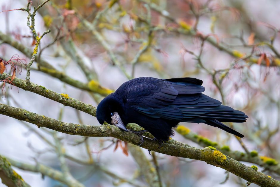 Why Do So Many Cultures Read Omens in Birds Instead of Other Animals?