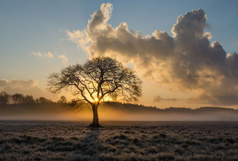 The Solstice Portal: Why the Sun's Pause Reveals Life's Hidden Blueprint