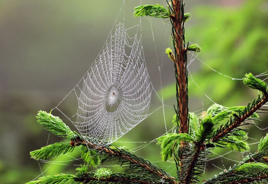 When Uncrossing Becomes a Cycle: Why Emphasis Alone Doesn't Resolve Repeated Patterns