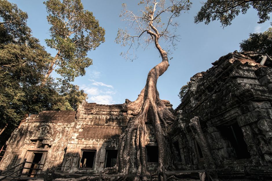 The Tree of Life: Historical Origins and Symbolic Roots