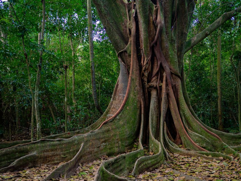 Integrating the Tree of Life: A Complete System for Kabbalistic Practice Beyond the Sephiroth