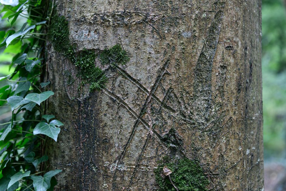 The Bioacoustic Signature of Ogham: Modern Research on Tree Alphabet Vibrations