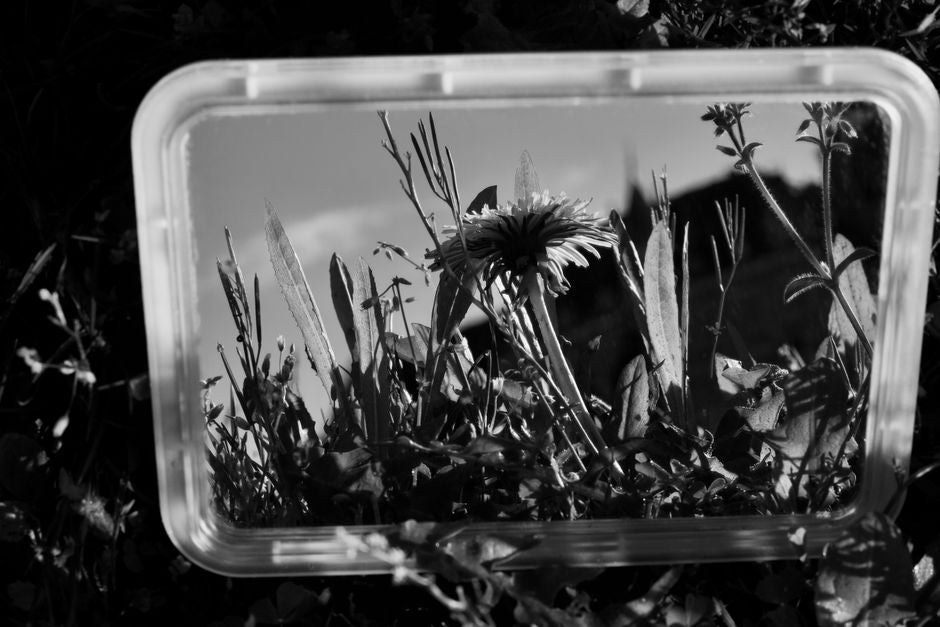 The Plant Spirit as a Philosophical Mirror: How Botanical Consciousness Reflects the Structure of Reality