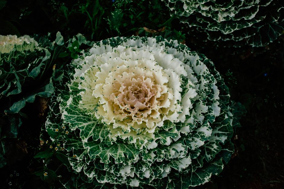 When to Use Each Plant Spirit Ally: A Guide to Matching Timeless Plant Frequencies with Your Needs