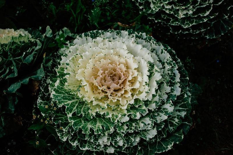 When to Use Each Plant Spirit Ally: A Guide to Matching Timeless Plant Frequencies with Your Needs