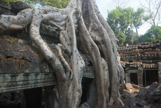 The Ancient Roots of Plant Spirit Medicine: A Guide to Cultural Origins