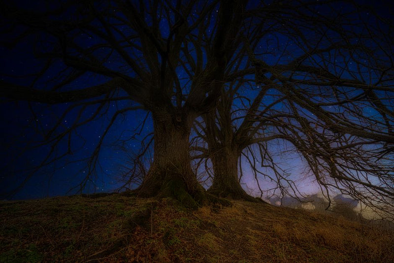 How Ogham Actually Works: The Energetic Mechanics of Tree Wisdom