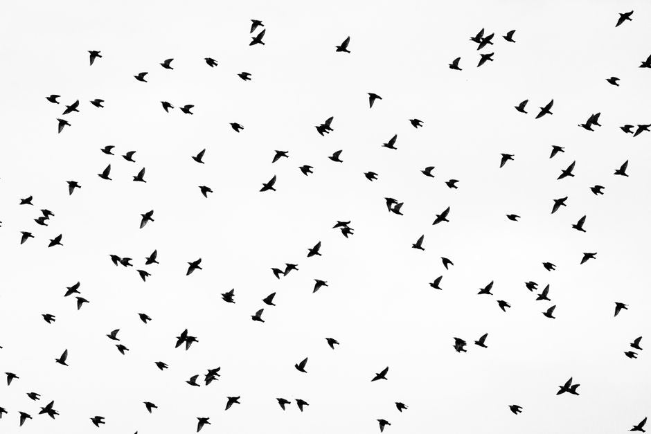 Why Birds Became Omens: Cultural Context and Meaning – Nicole's ritual ...