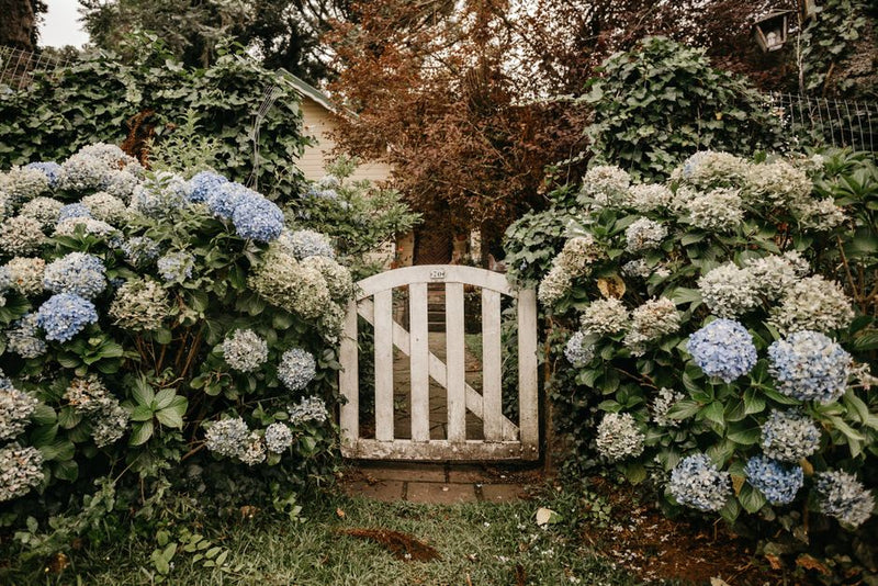 The Open Gate vs. The Cultivated Field: Comparing Passive and Active Approaches to Abundance