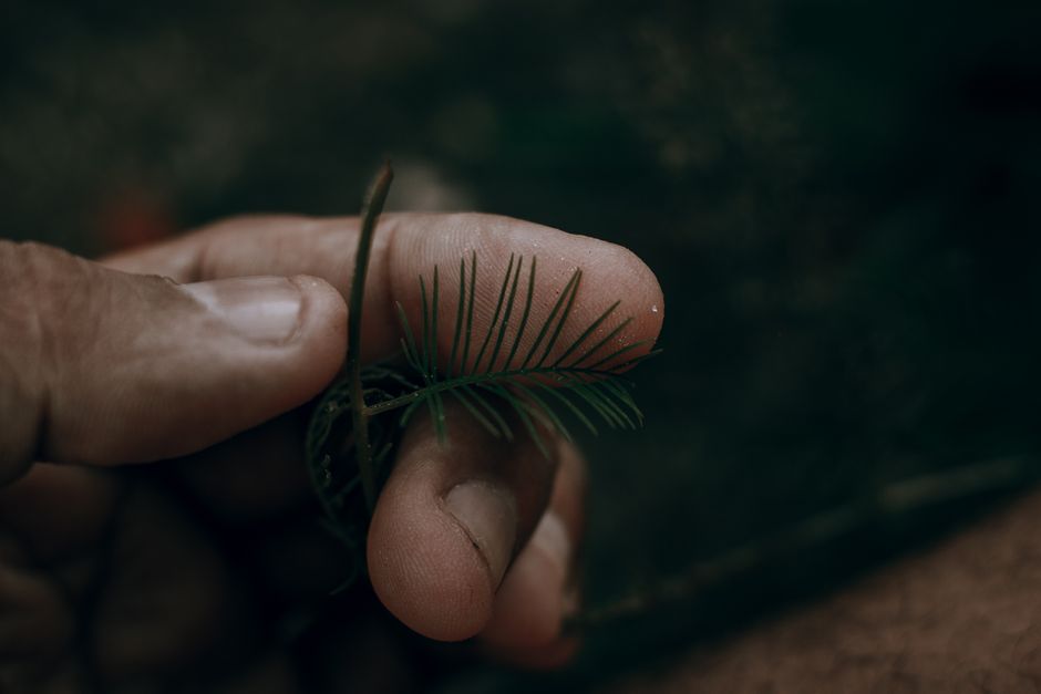 Why Plant Spirit Work Feels Shallow: A Guide to Deepening Your Connection