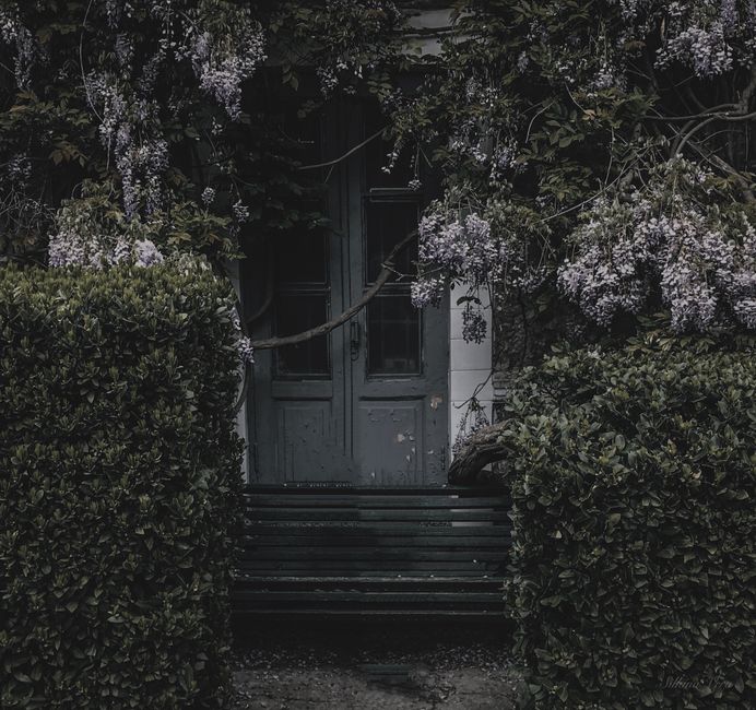 Threshold Gardening: A Beginner's Guide to Hedge Witchcraft