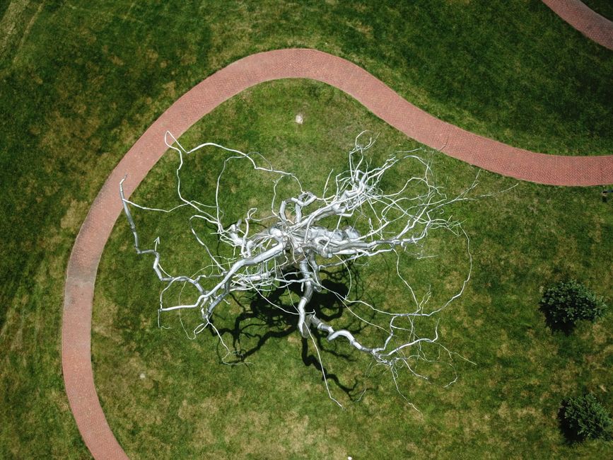 The Neurobiology of the Tree of Life: How Symbolic Pathways Rewire the Brain