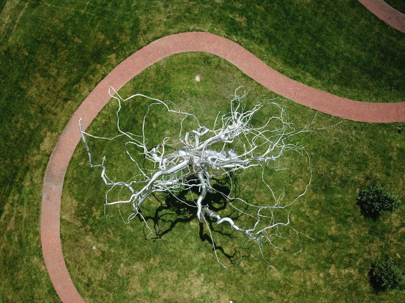 The Neurobiology of the Tree of Life: How Symbolic Pathways Rewire the Brain