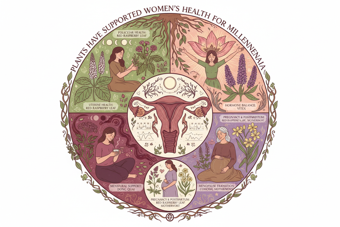 Women's Health Herbalism: Hormones, Cycles, and Plant Medicine - Herbal Support for Female Reproductive Wellness - Nicole's ritual universe